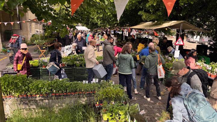 Setzlingsmarkt